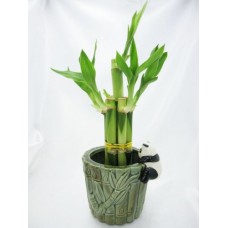 9GreenBox - Live 5 Style Lucky Bamboo Plant Arrangement with Ceramic Panda Vase   